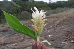 Curcuma neilgherrensis